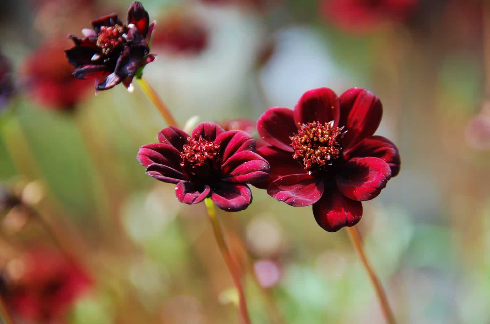 Warum Ist Schokoladenblume Besonders? Die Wahre Bedeutung