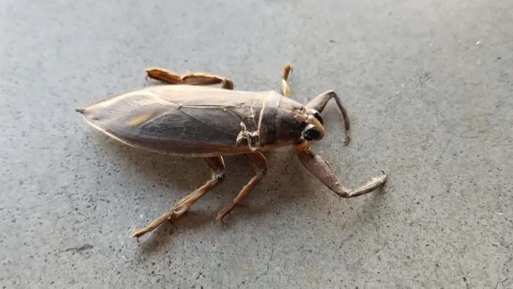 Warum Kommen Die Wasserwanzen Im Sommer Heraus? Der Hauptgrund
