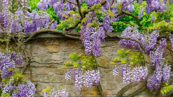 Wie Man Blauregen (Glyzinien) Anbaut Und Unter Kontrolle Hält