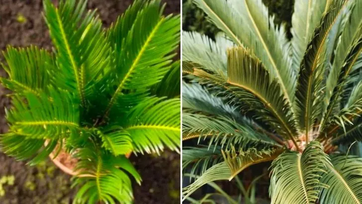 Wie Man Die Hübsche Coontie-Palme Anbaut Und Pflegt