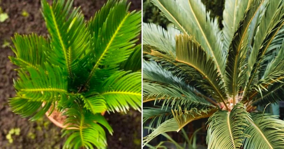 Wie Man Die Hübsche Coontie-Palme Anbaut Und Pflegt