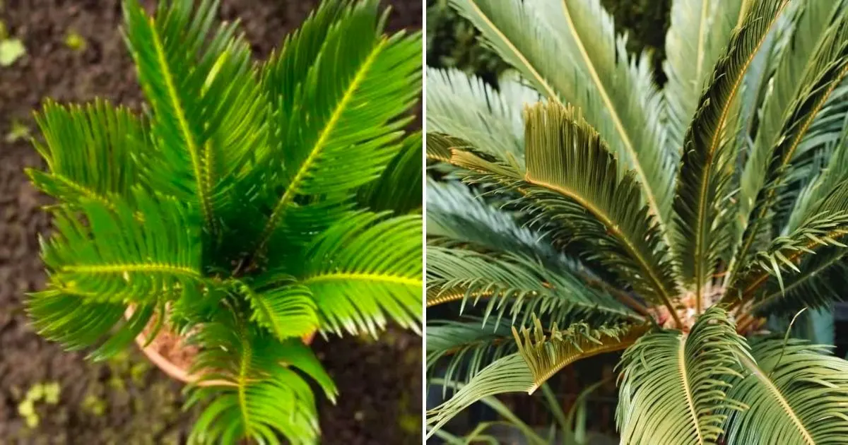Wie Man Die Hübsche Coontie-Palme Anbaut Und Pflegt
