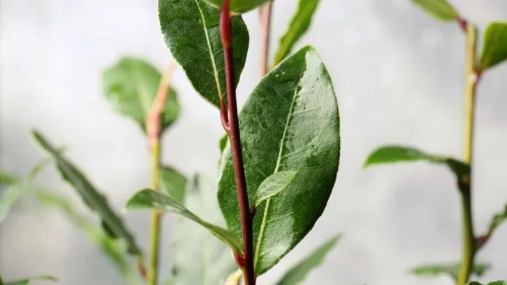 Wie Man Einen Lorbeerbaum Anbaut & TOP 5 Anwendungen Von Lorbeerblättern