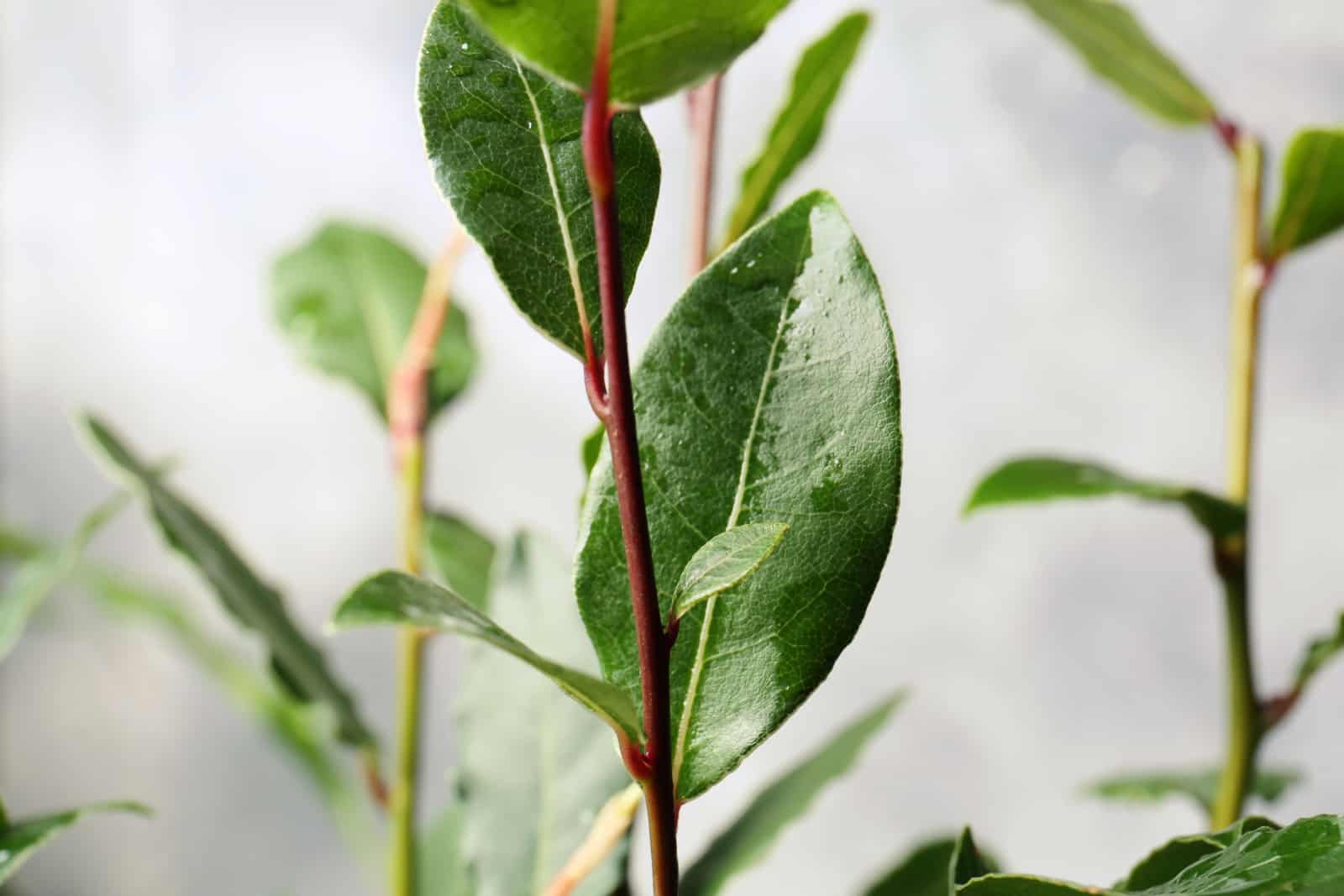 Wie Man Einen Lorbeerbaum Anbaut & TOP 5 Anwendungen Von Lorbeerblättern