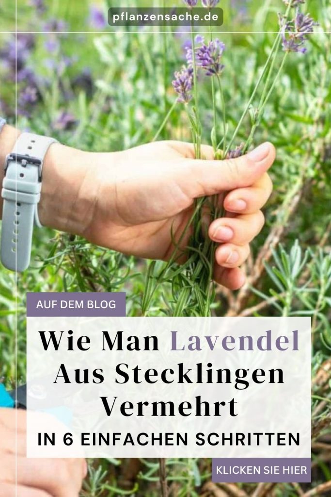 Wie Man Lavendel Aus Stecklingen Vermehrt In 6 Einfachen Schritten