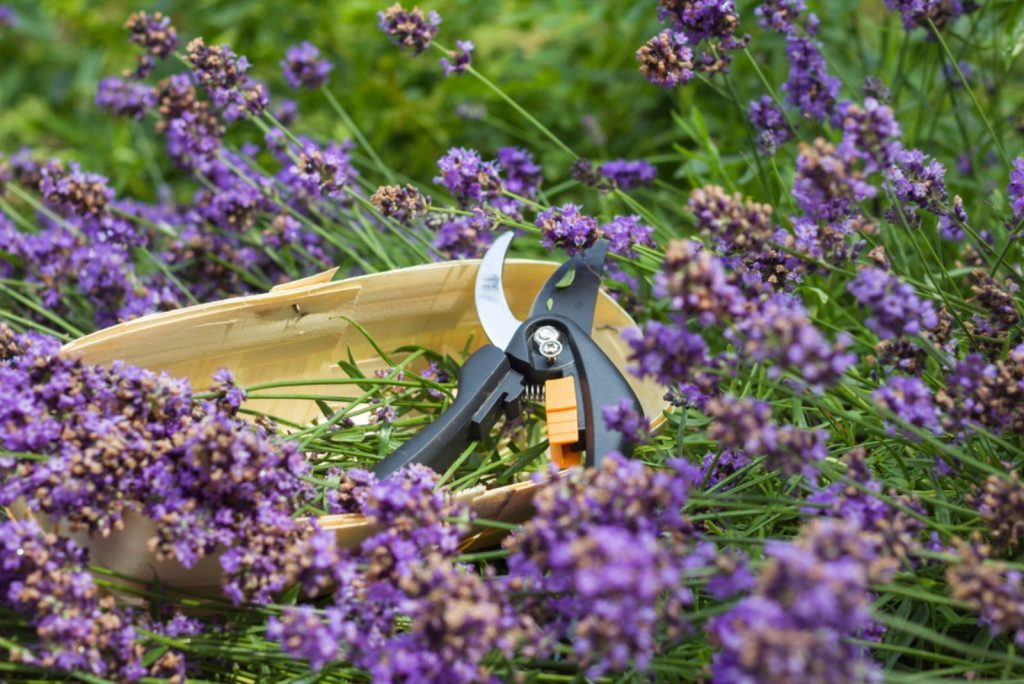 Wie Man Lavendel Erntet + Die 6 Besten Möglichkeiten Lavendel Zu Verwenden