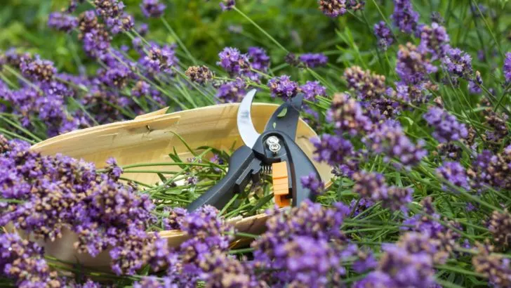 Wie Man Lavendel Erntet + Die 6 Besten Möglichkeiten Lavendel Zu Verwenden