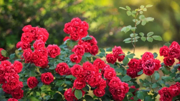 Wie Man Rosen Anbaut Und Mit Häufigen Problemen Effektiv Umgeht