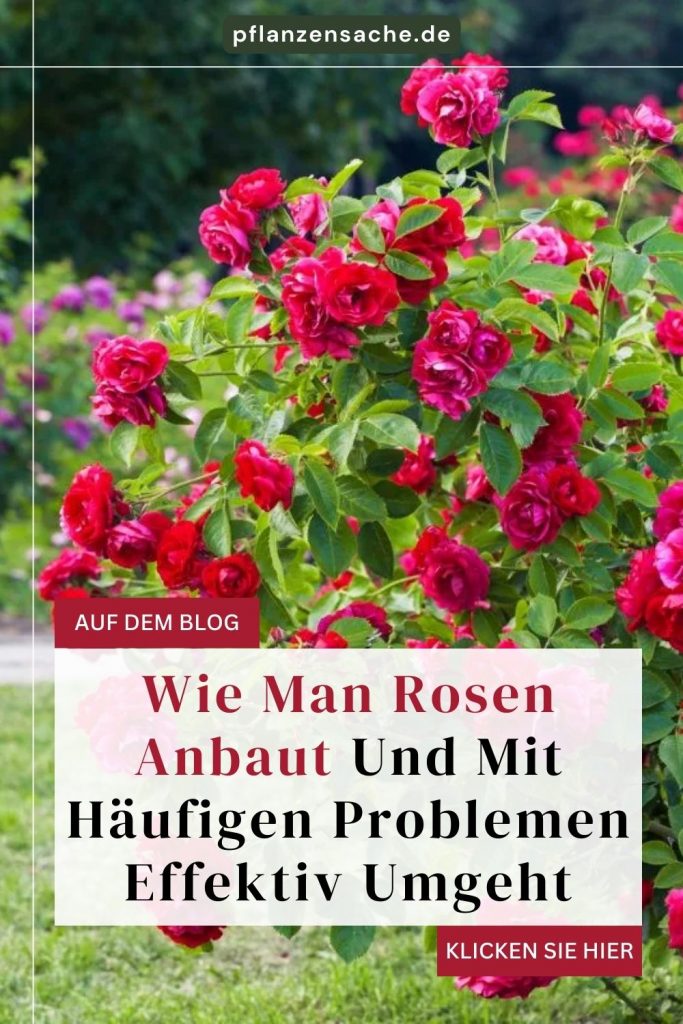 Wie Man Rosen Anbaut Und Mit Häufigen Problemen Effektiv Umgeht