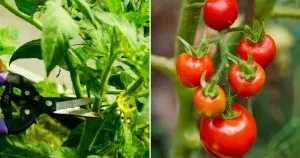 Wie Man Tomatenpflanzen Zurückschneidet, Um Die Ernte Zu Steigern