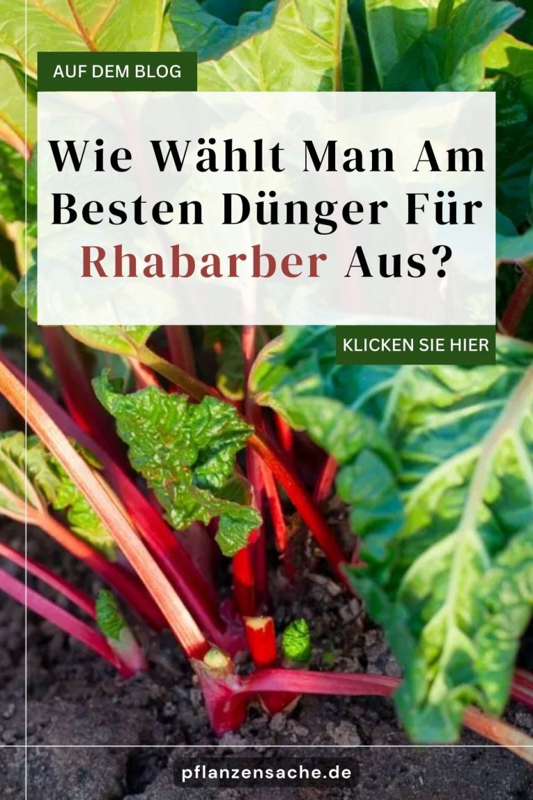 Wie Wählt Man Am Besten Dünger Für Rhabarber Aus?