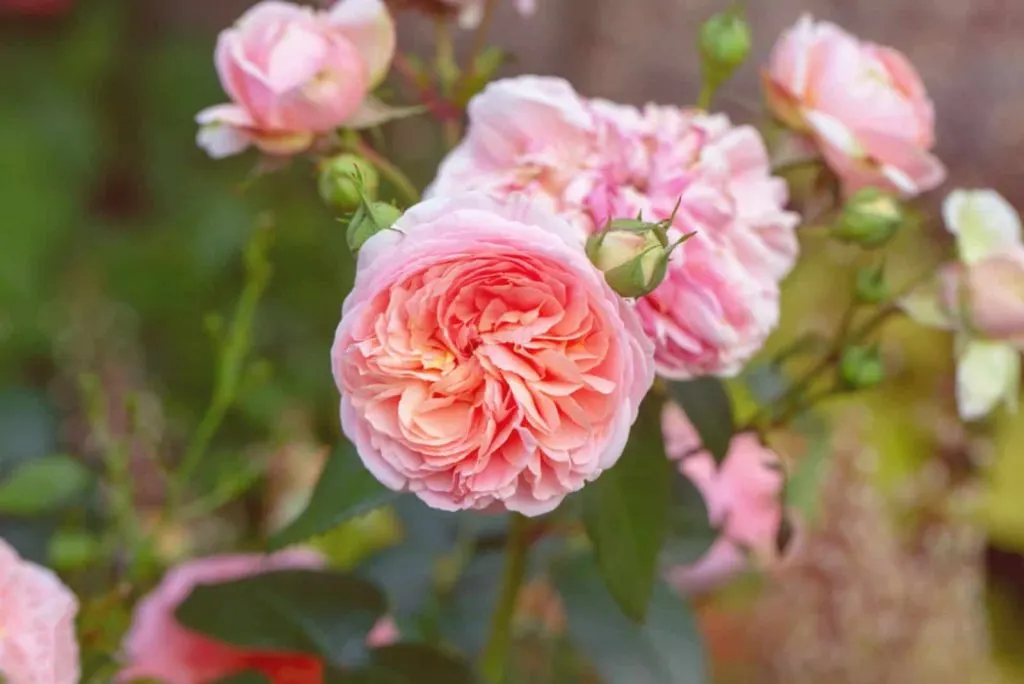 Wunderschone englische Rose