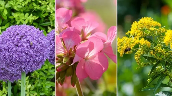 Züchten Sie Diese 13 Pflanzen, Um Eichhörnchen Von Ihrem Garten Fernzuhalten
