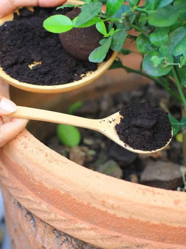 Frau legt Kaffeesatz in Kaffeeerde