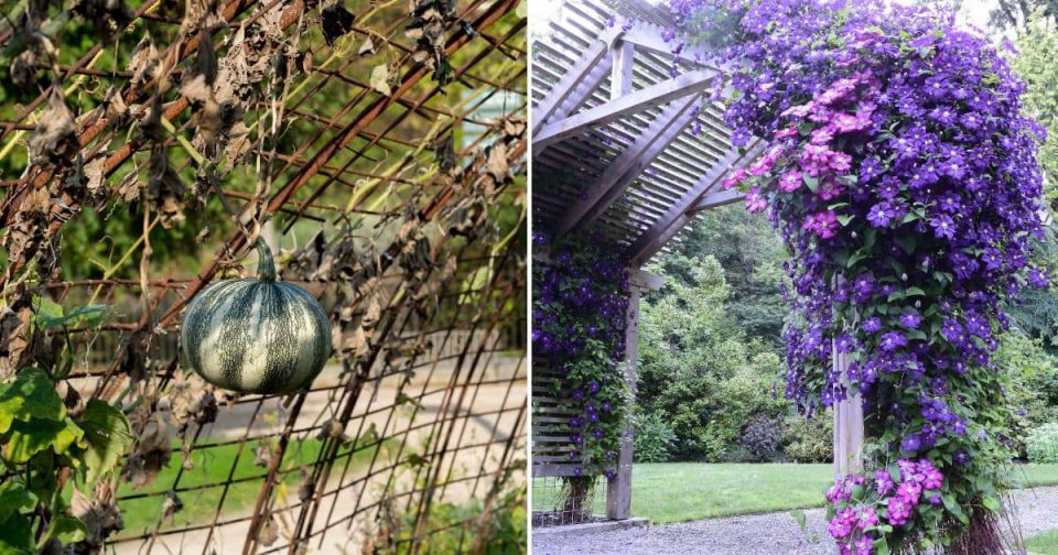 3 Einfache SpalierTipps, Die Ihren Garten Völlig Transformieren Werden