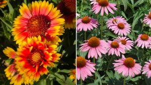 10 Kleine Mehrjährige Blumen, Ideal Für Kleine Gärten