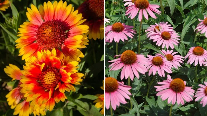 10 Kleine Mehrjährige Blumen, Ideal Für Kleine Gärten