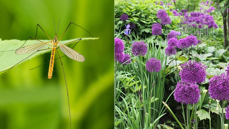 10 Pflanzen Die Mücken Wirksam Aus Dem Garten Vertreiben