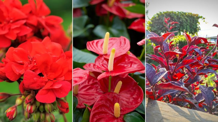 10 Zimmerpflanzen, Die Das Ganze Jahr Über Blühen Und Für Ewige Schönheit Sorgen