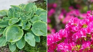 11 Fantastische Begleitpflanzen Für Hortensien