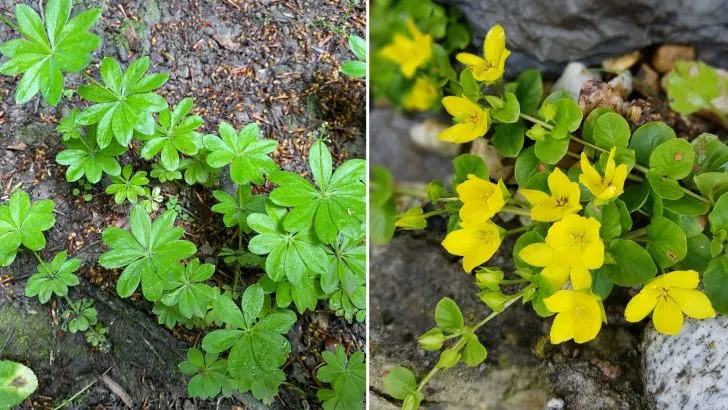 11 Rasen-Alternativen Ohne Mähen: Ideal Für Alle Gärten