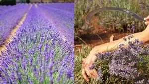 11 Tipps Für Den Anbau Von Herrlichem Lavendel