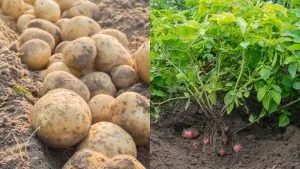 11 Tipps Zum Kartoffelanbau Für Eine Reiche Ernte