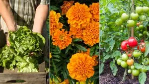 12 Fantastische Begleitpflanzen Für Sonnenblumen