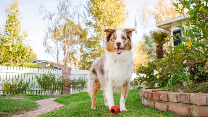 13 Einfache Möglichkeiten, Einen Hundefreundlichen Garten Anzulegen