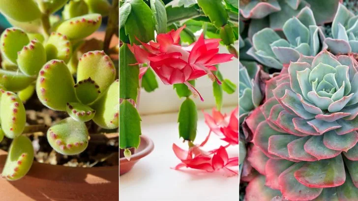 15 Blühende Sukkulenten, Die Jeder Garten Braucht