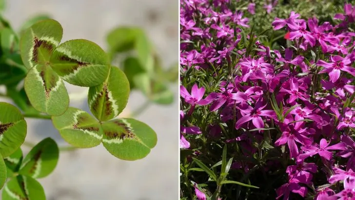 15 Rasenalternativen Für Pflegeleichte Gärten