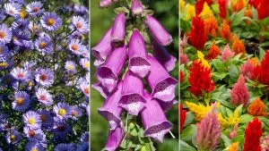 20 Fantastic Plants And Vegetables To Plant In Your Garden In August