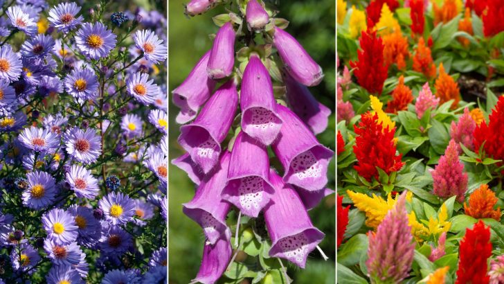 20 Fantastische Pflanzen Und Gemüse, Die Sie Im August In Ihren Garten Pflanzen Können