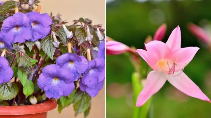 25 Prächtige Rosafarbene Stauden Für Jede Jahreszeit