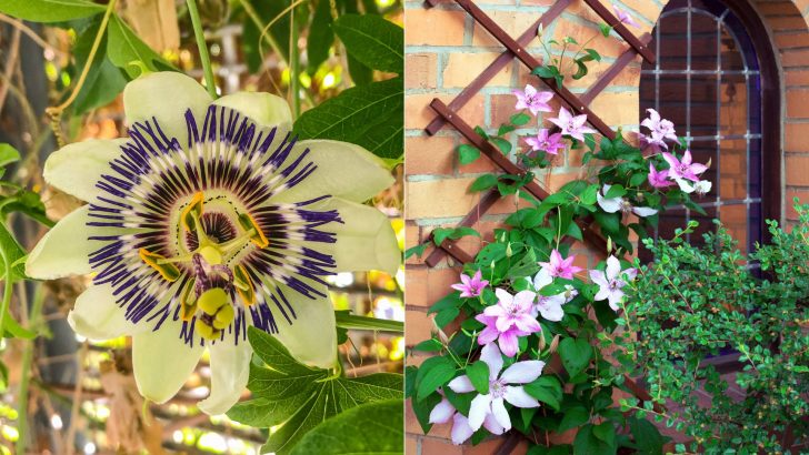 5 Atemberaubende Kletterpflanzen Für Rankgitter, Gartenlauben Und Torbögen