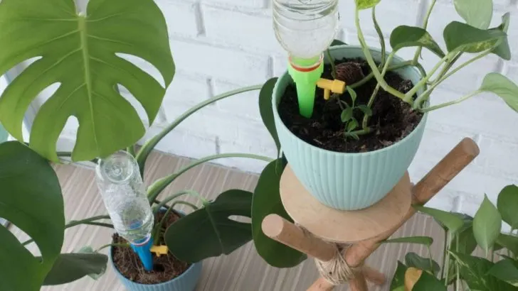 5 Schritte Für Ein DIY Tropfbewässerungssystem