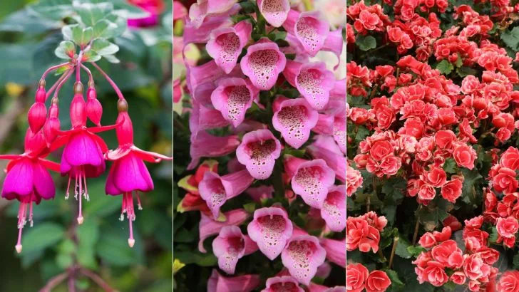 7 Bezaubernde Pflanzen, Die Im Schatten Prächtig Gedeihen