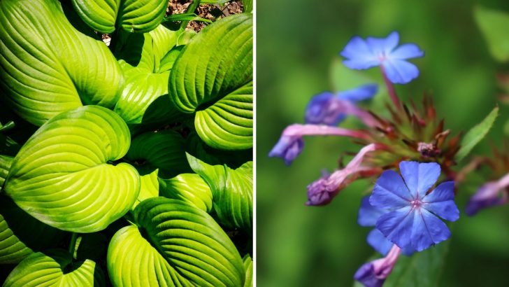 7 Fantastische Pflanzen, Die Unkraut Vorbeugen