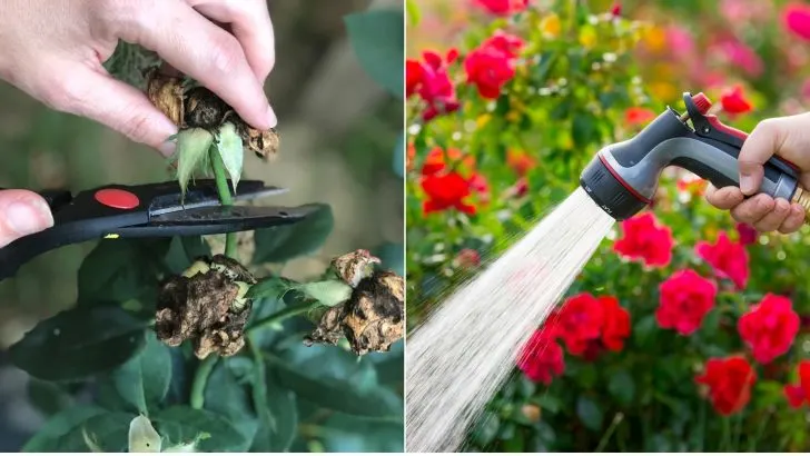 7 Fehler Bei Der Rosenzucht, Die Das Wachstum Der Rosen Behindern Können