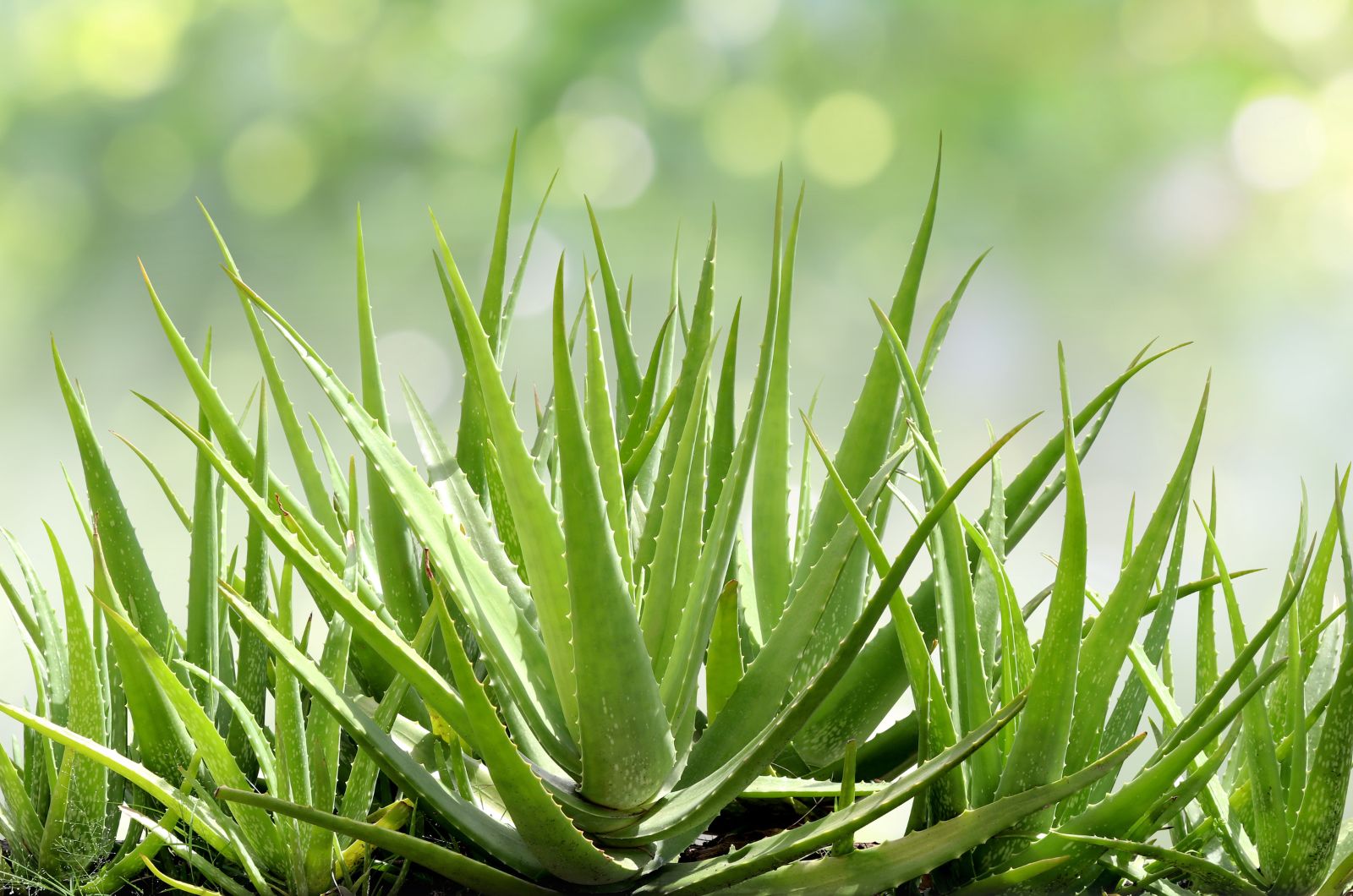 7 Geheimnisse, Die Jeder, Der Eine Aloe-Pflanze Hat, Kennen Sollte
