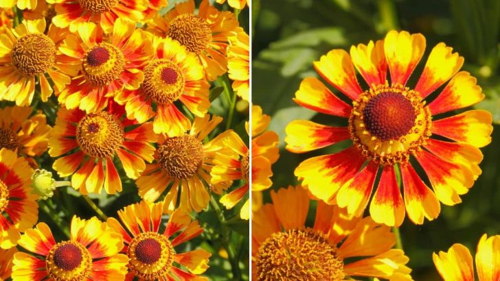 7 Gründe Für Den Anbau Von Kokardenblumen In Ihrem Garten