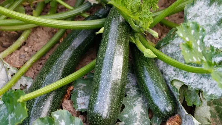 8 Einfach Zu Züchtende Pflanzen, Die Perfekt Für Anfänger Sind!