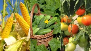 Die 18 Besten Gemüsesorten Für Den Anbau In Der Hitze Eines Sommergartens