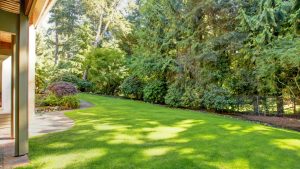Die 7 Besten Grasarten Für Ihren Garten