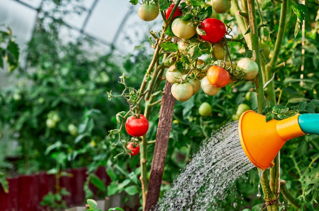 Die Tomaten giesen