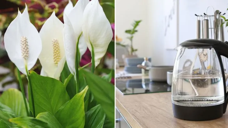 Die Ultimative Methode Zur Bewässerung Von Friedenslilien