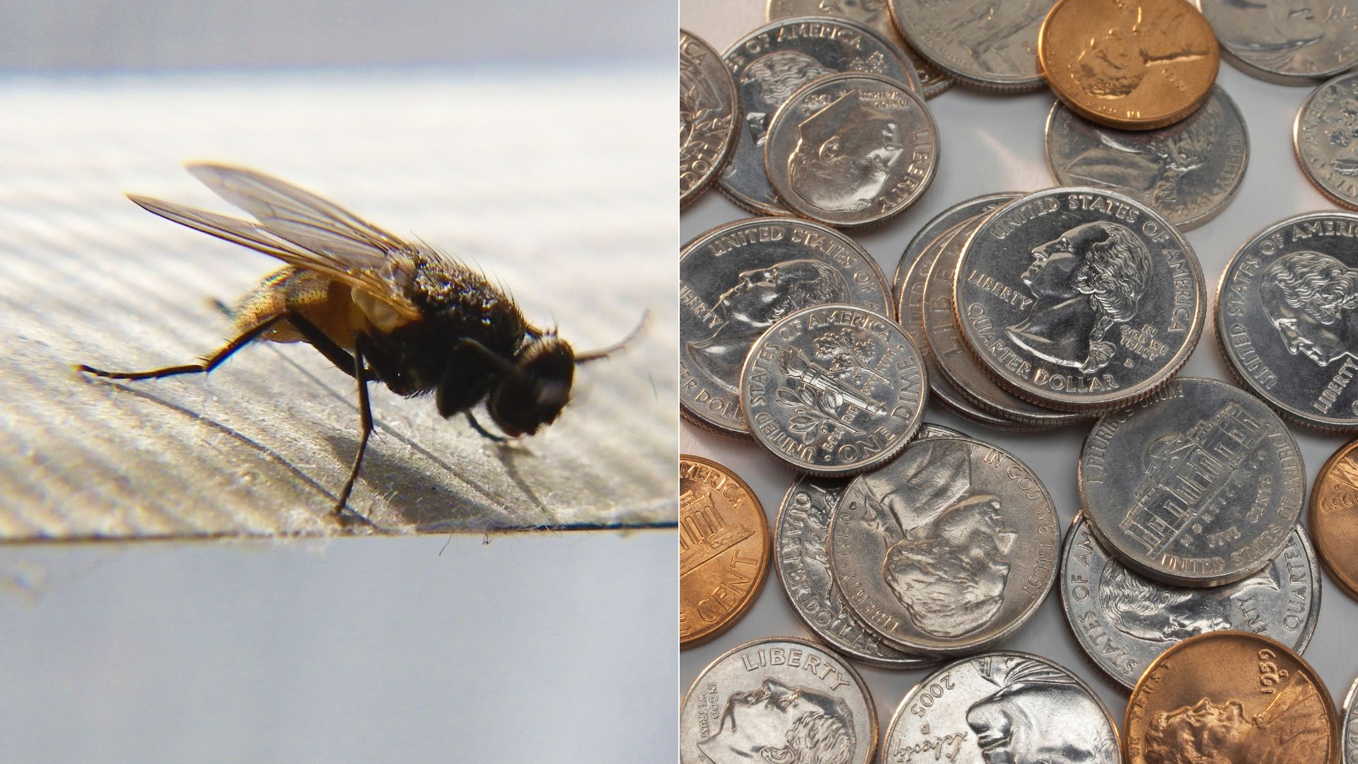 Ein Verblüffend Einfacher Trick, Der Fliegen Aus Ihrem Haus Fernhält