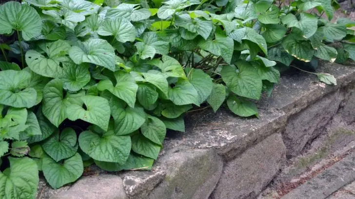 Entdecken Sie Die 12 Besten Einfassungspflanzen Für Ihren Garten