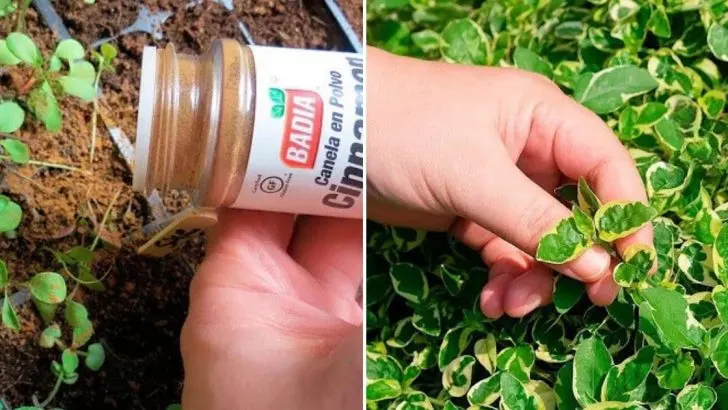 Entdecken Sie Wie Eine Prise Zimt Ihren Garten Zum Blühen Bringen Kann