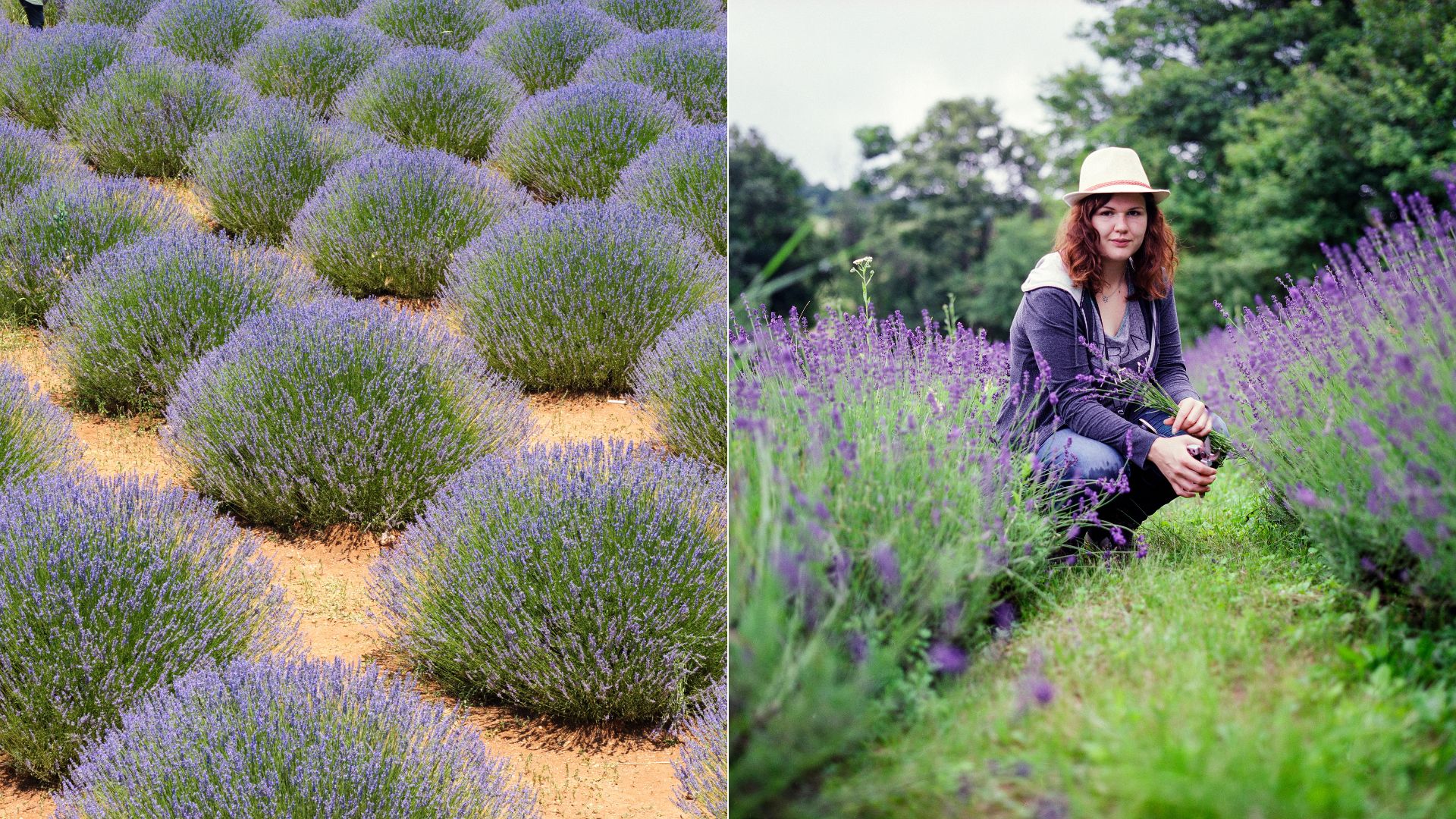 Entdecken Sie, Wie Viel Platz Sie Bei Der Anpflanzung Von Lavendel Einplanen Sollten